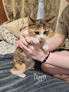 adoptable Cat in aurora, IN named Gregs : Pepper
