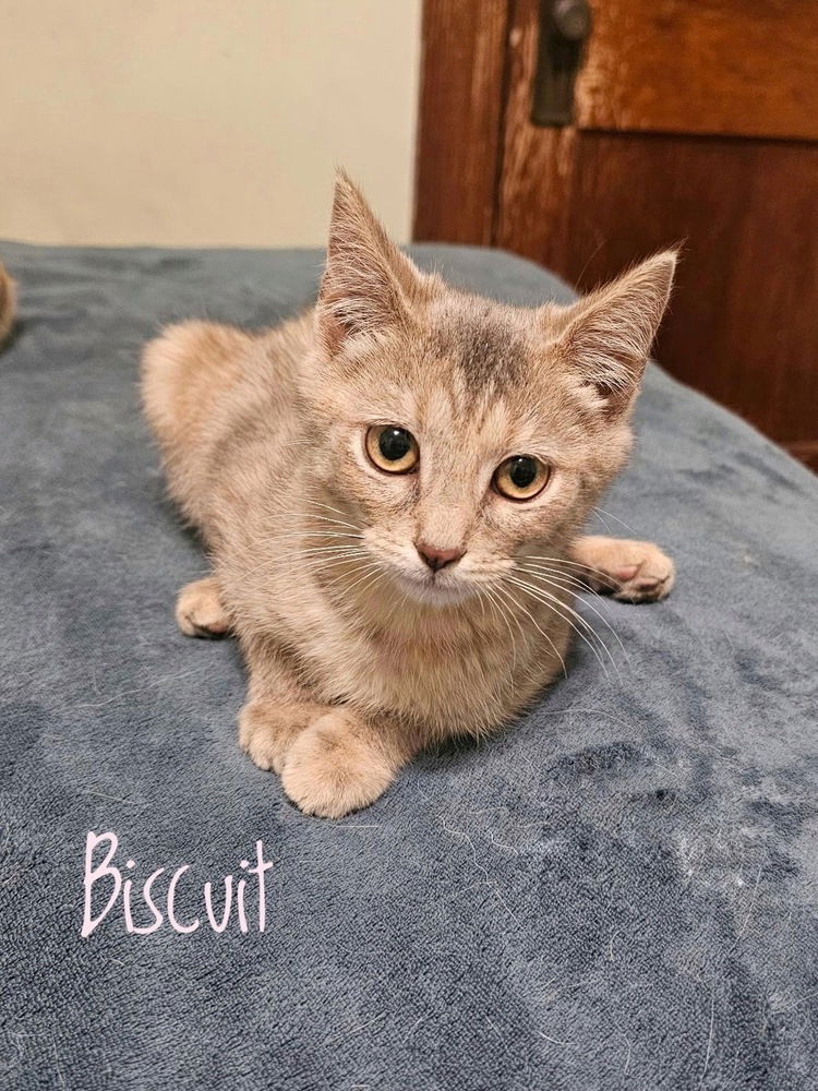 adoptable Cat in Aurora, IN named Gregs : Biscuit