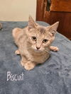 adoptable Cat in aurora, IN named Gregs : Biscuit