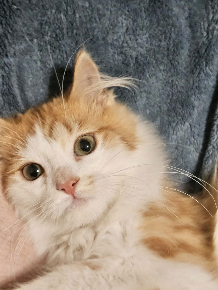 adoptable Cat in Aurora, IN named Gregs : Sonny
