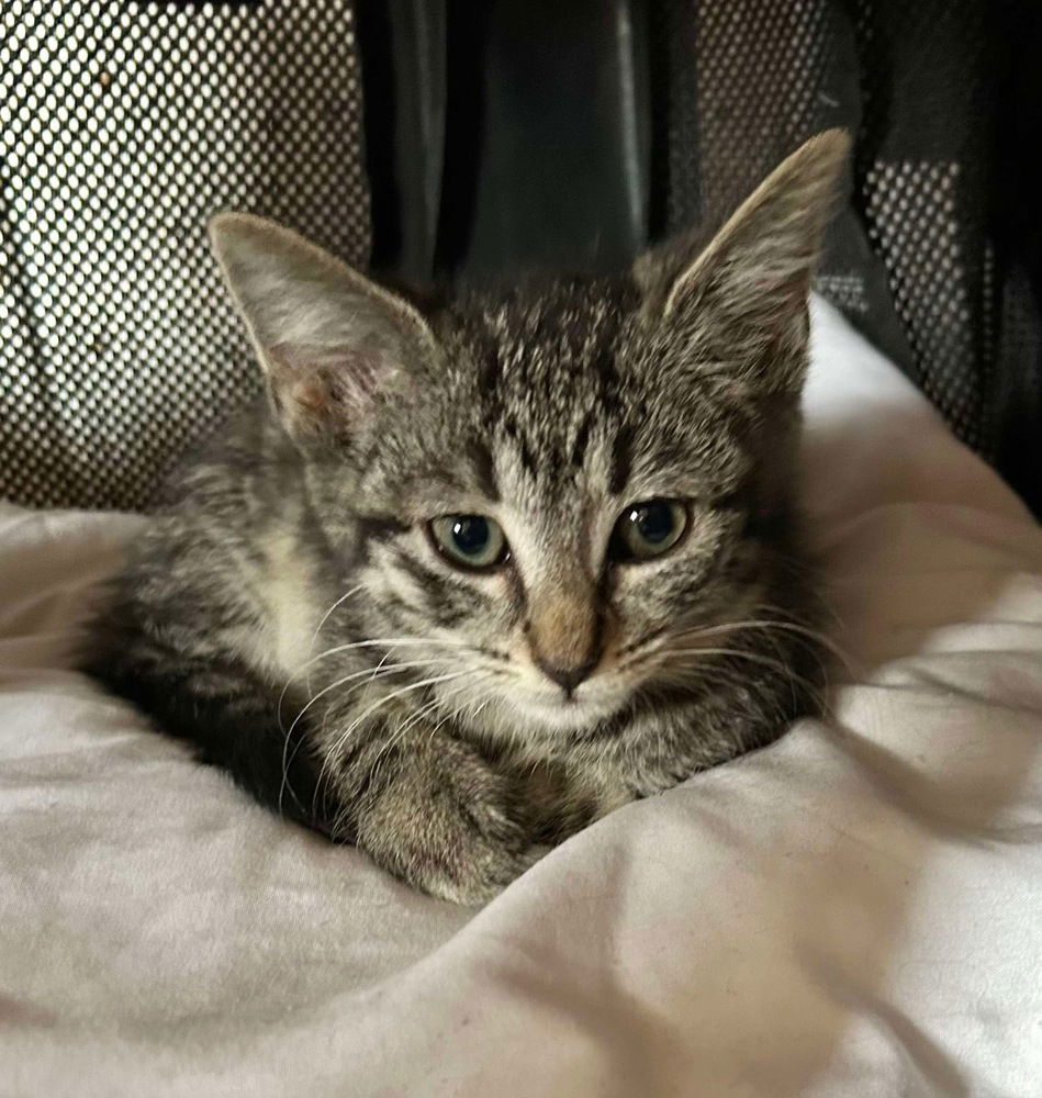 adoptable Cat in Aurora, IN named GOT Cats : Khaleesi