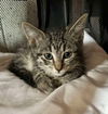 adoptable Cat in , IN named GOT Cats :  Khaleesi