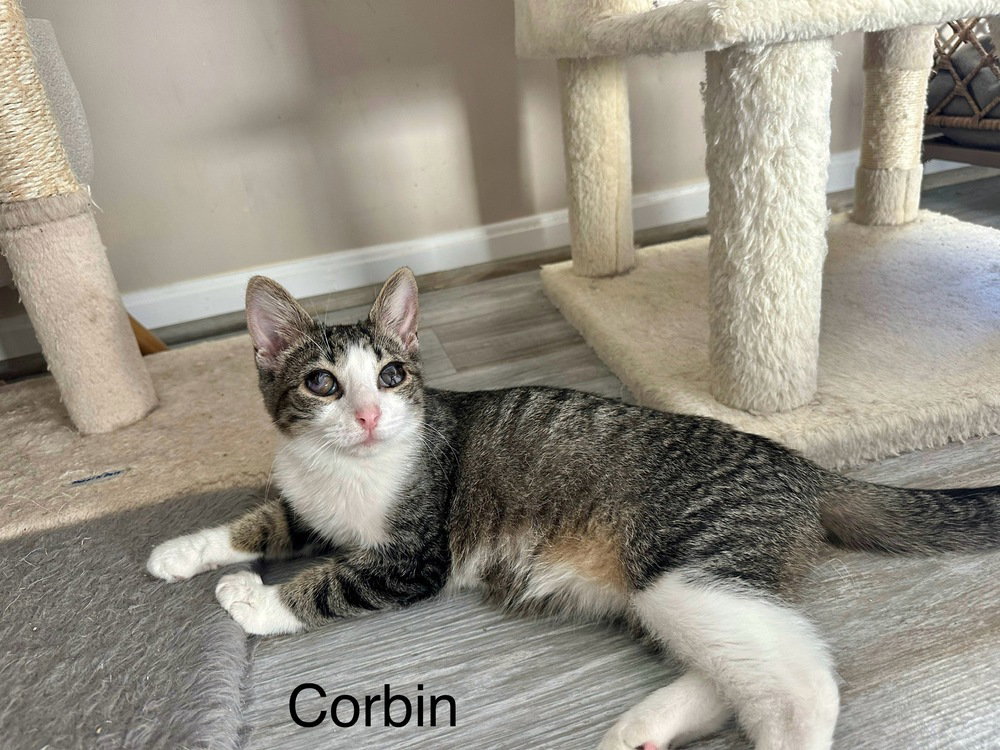 KF Kitties : Corbin