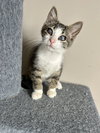 KF Kitties : Corbin - Photo 2
