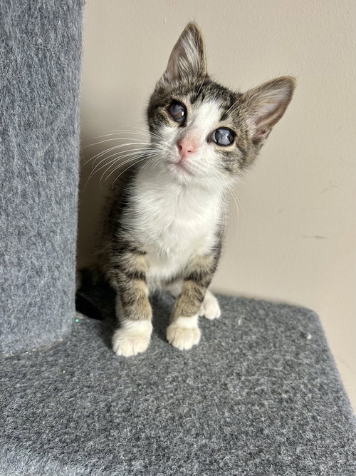 KF KITTIES : CORBIN - Domestic Short Hair available for adoption