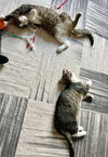 KF Kitties : Corbin - Photo 3