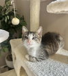 KF Kitties : Corbin - Photo 4