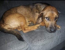 adoptable Dog in Aurora, IN named Shady (Stella)