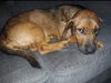 adoptable Dog in aurora, IN named Shady (Stella)