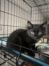 adoptable Cat in  named Shels : Blackie
