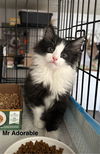 adoptable Cat in  named Shels : Mr Adorable