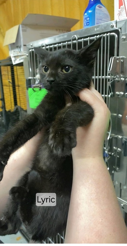 PULASKI CATS : LYRIC - Domestic Short Hair available for adoption