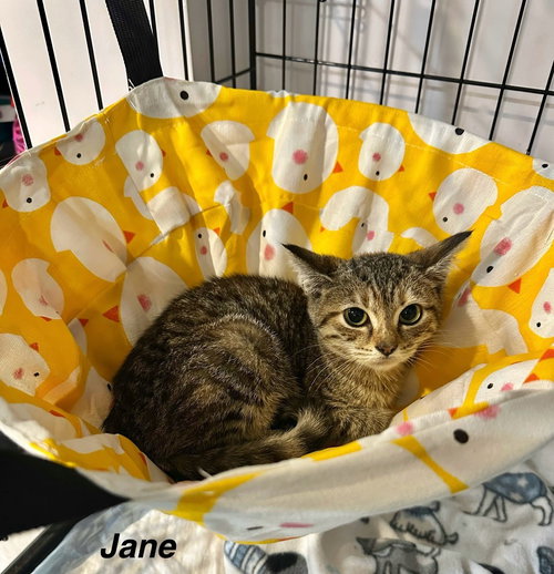 BS Kitties : Jane, Baby Domestic Short Hair / Calico / Mixed (short coat), cat for adoption in Covington, Kentucky