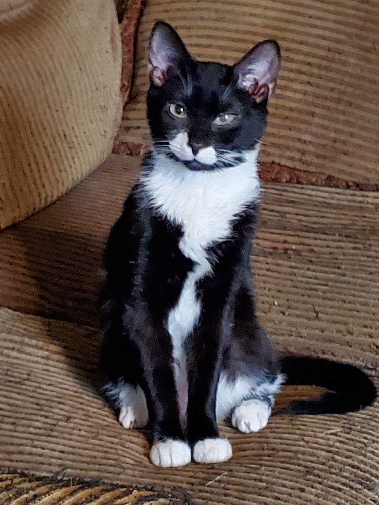 Kittiez : Zander