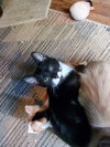 Kittiez : Zander - Photo 3