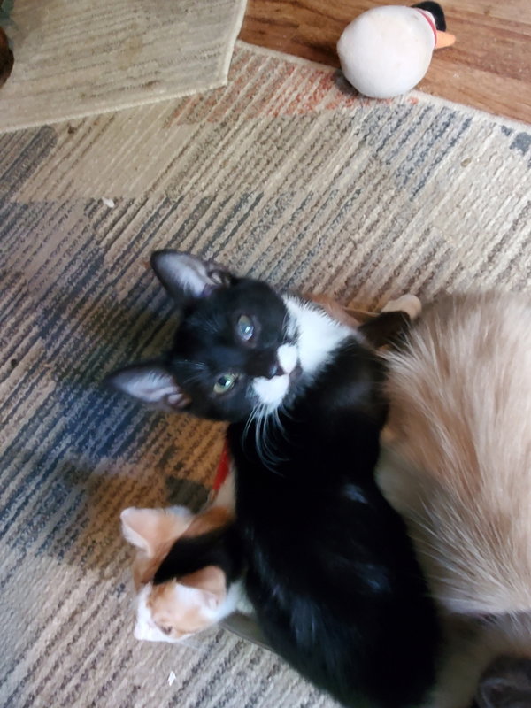 Kittiez : Zander