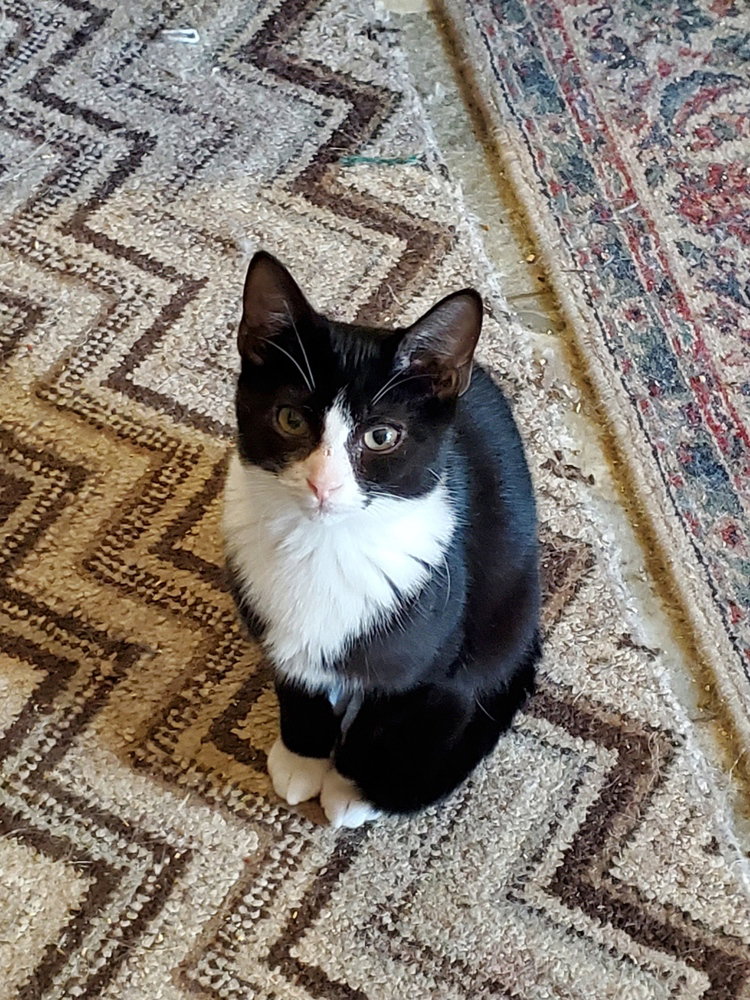 Kittiez : Zephyr
