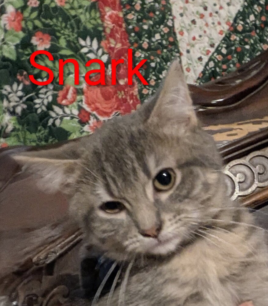 Gaylenes : Snark