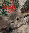 Gaylenes : Snark - Photo 1
