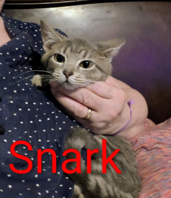 Gaylenes : Snark