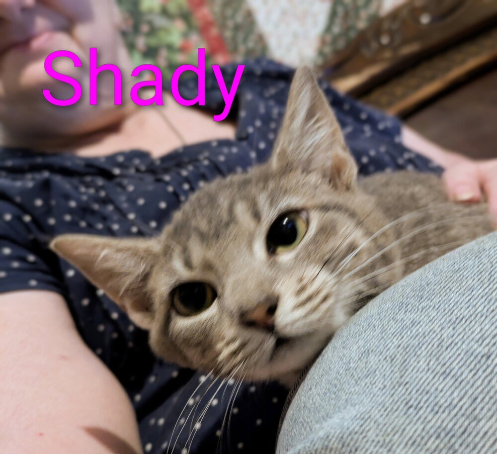 Gaylenes : Shady
