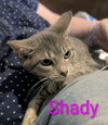 Gaylenes : Shady - Photo 2