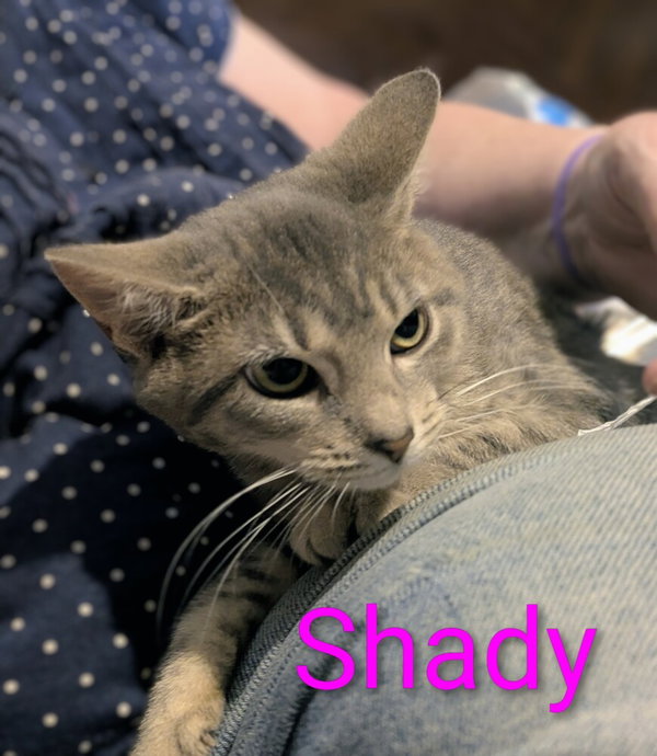 Gaylenes : Shady