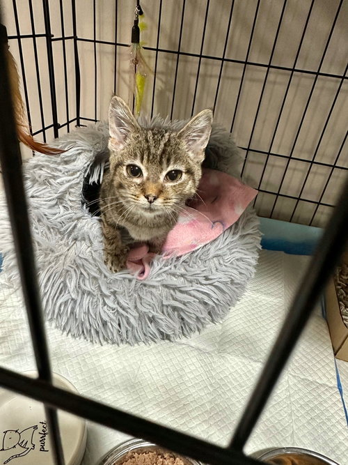 picture of the cat needing adoption
