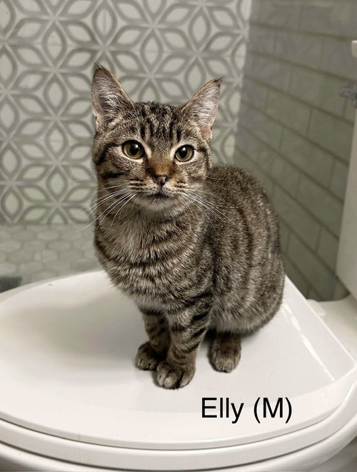 SHELS : ELLY - Domestic Short Hair available for adoption