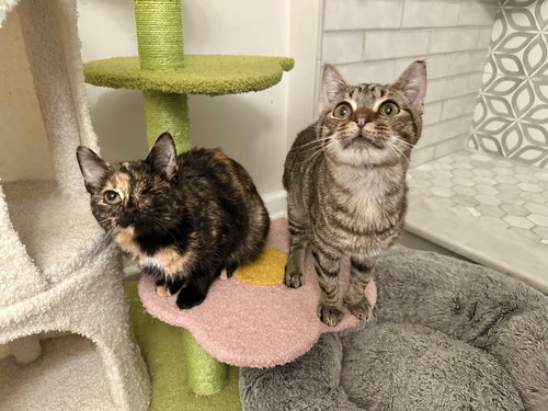 SHELS : ELLY - Domestic Short Hair available for adoption