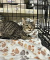 Sesame Kitties : Kermit - Photo 1