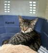Sesame Kitties : Kermit - Photo 2