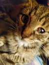 Sesame Kitties : Kermit - Photo 3