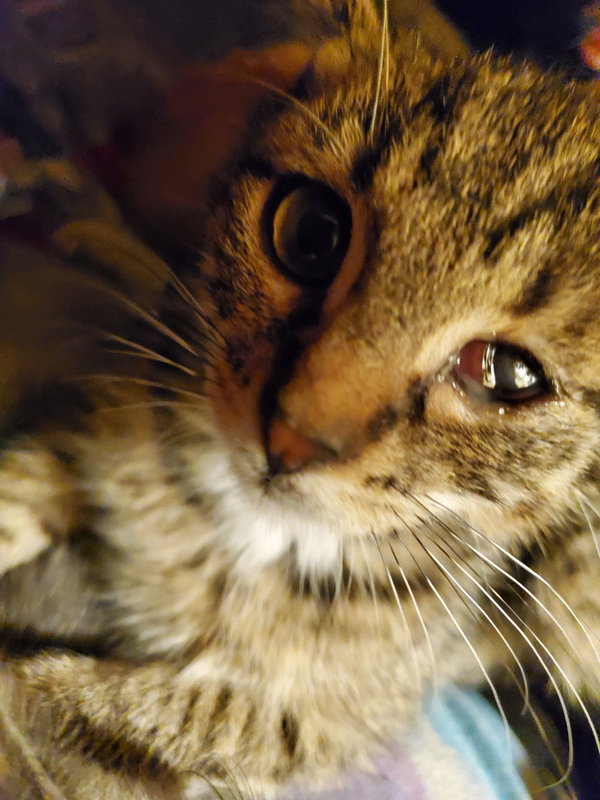 Sesame Kitties : Kermit