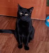 Hogans : Black Beauty Stella - Photo 1