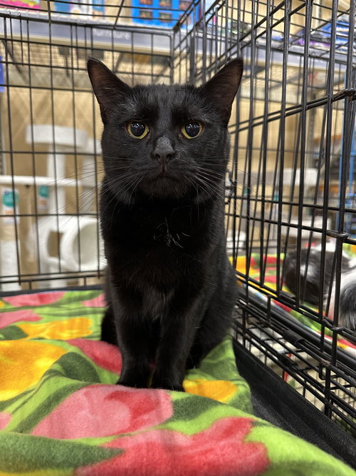 HOGANS : BLACK BEAUTY STELLA - Domestic Short Hair available for adoption