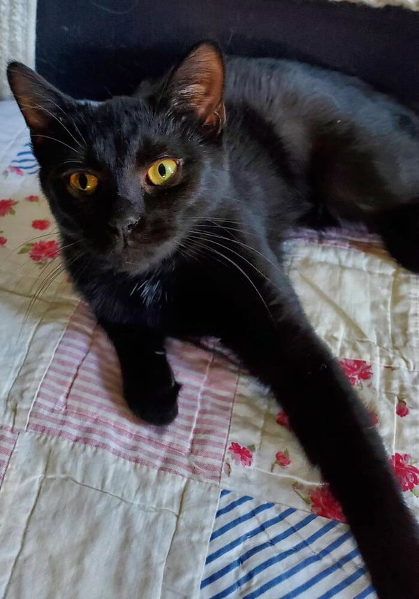 Hogans : Black Beauty Stella