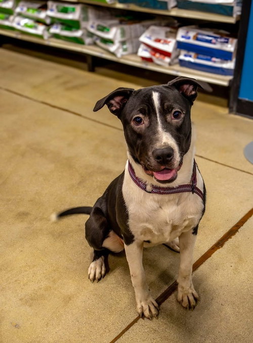 CASTLE - Pit Bull Terrier available for adoption