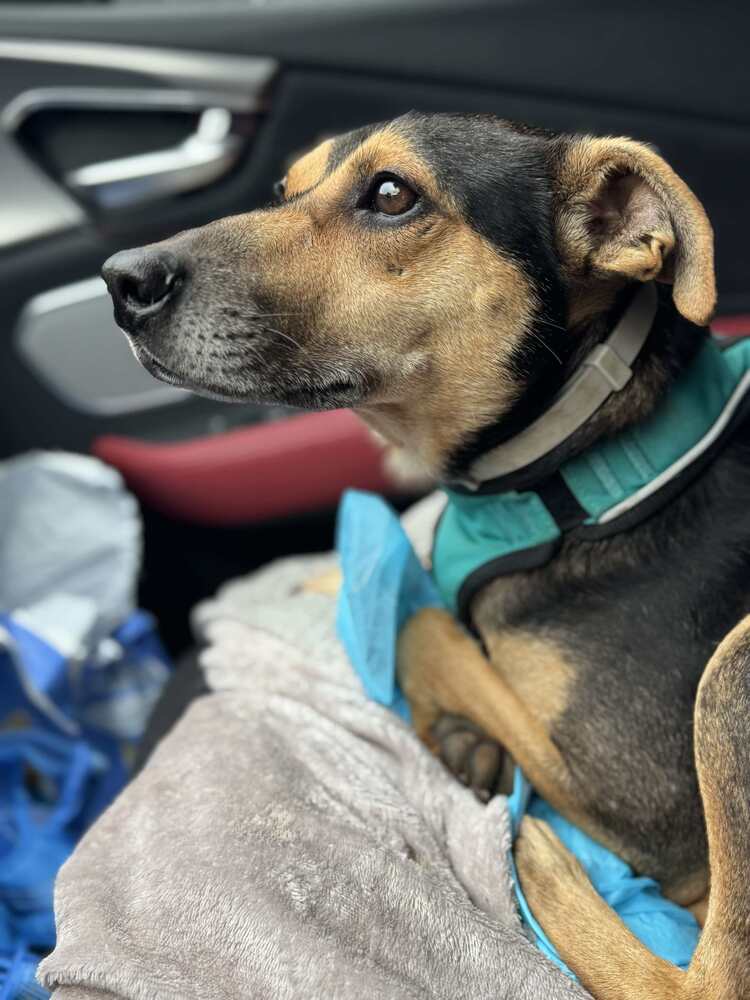 Baxter Boy - Miniature Pinscher