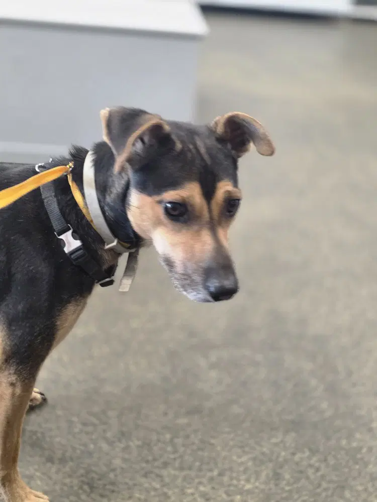 Baxter Boy image 2