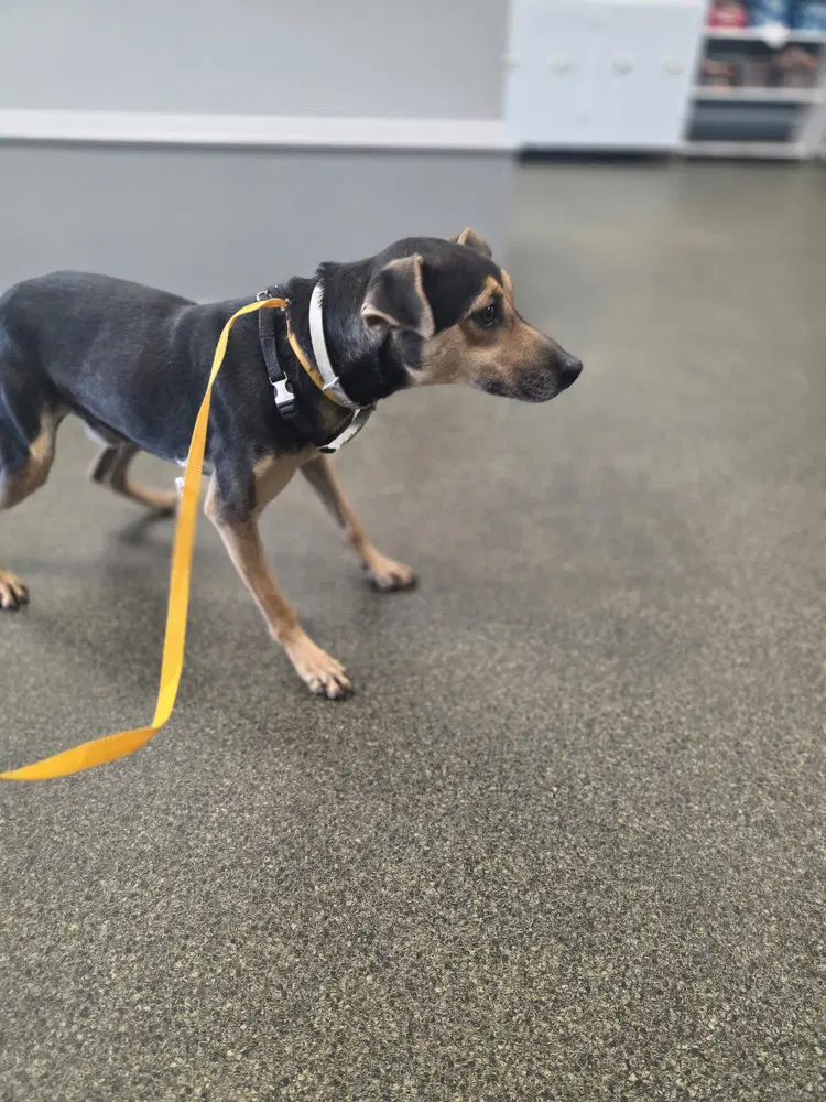 Baxter Boy image 3
