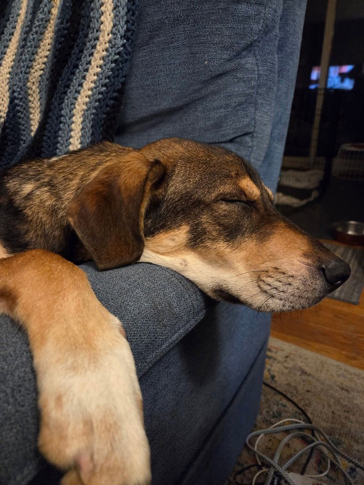 Mutt & Jeff : Mutt Image
