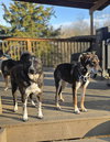 Mutt & Jeff : Mutt - Photo 2