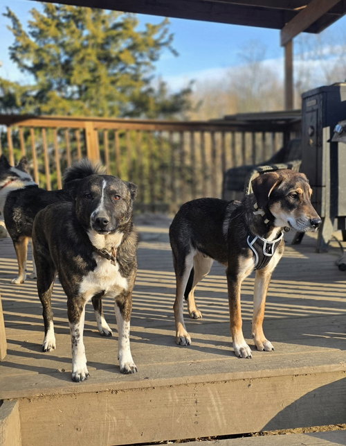 MUTT & JEFF : MUTT - Shepherd / Shepherd available for adoption