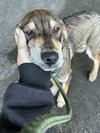 Mutt & Jeff : Mutt - Photo 4