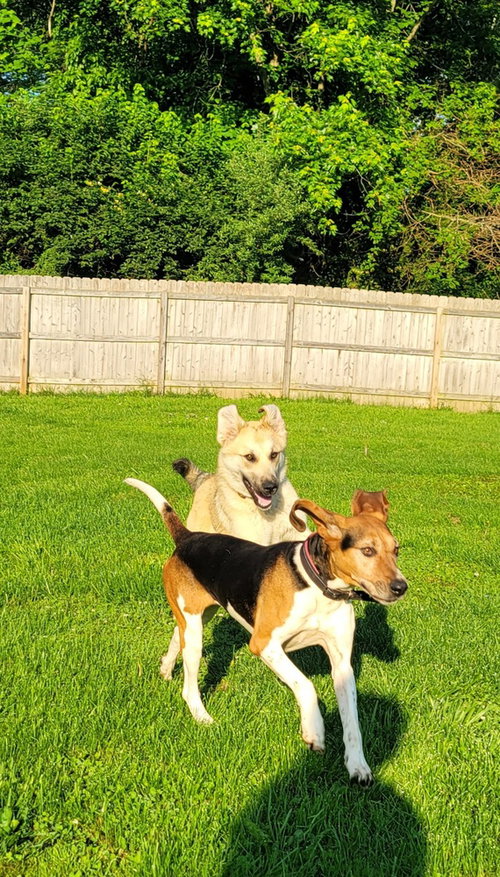 RIVER - Treeing Walker Coonhound available for adoption