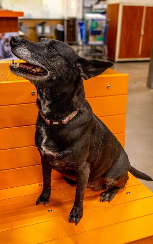 FACTS OF LIFE : TOOTIE (ZOEY) - Corgi / Miniature Pinscher available for adoption