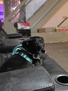 Facts Of Life : Tootie (Zoey) - Photo 3