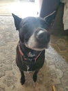 Facts Of Life : Tootie (Zoey) - Photo 4