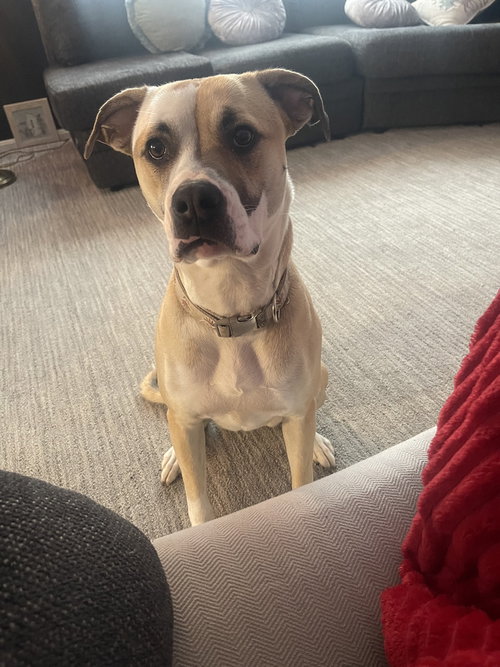 COCO BLING - Boxer available for adoption